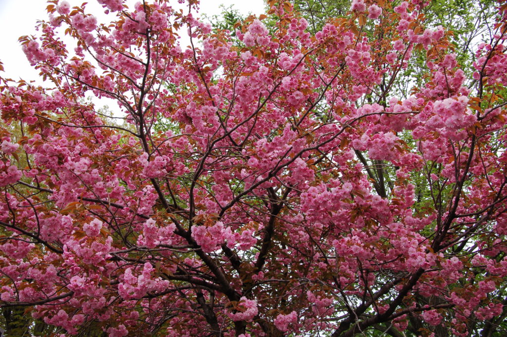 八軒つちだ内科