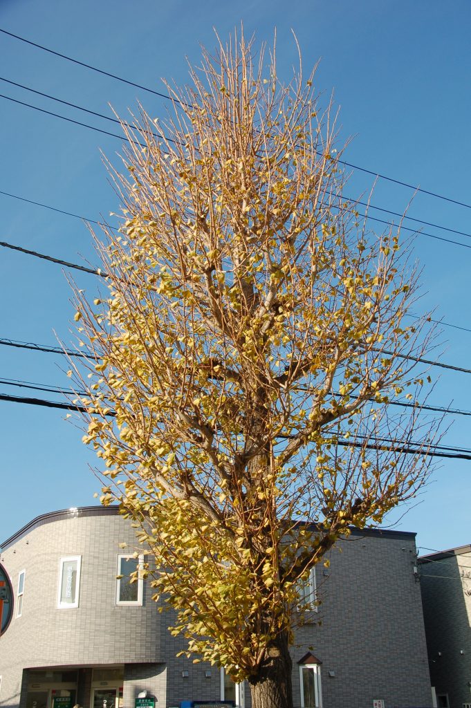 札幌市西区八軒日曜つちだ内科