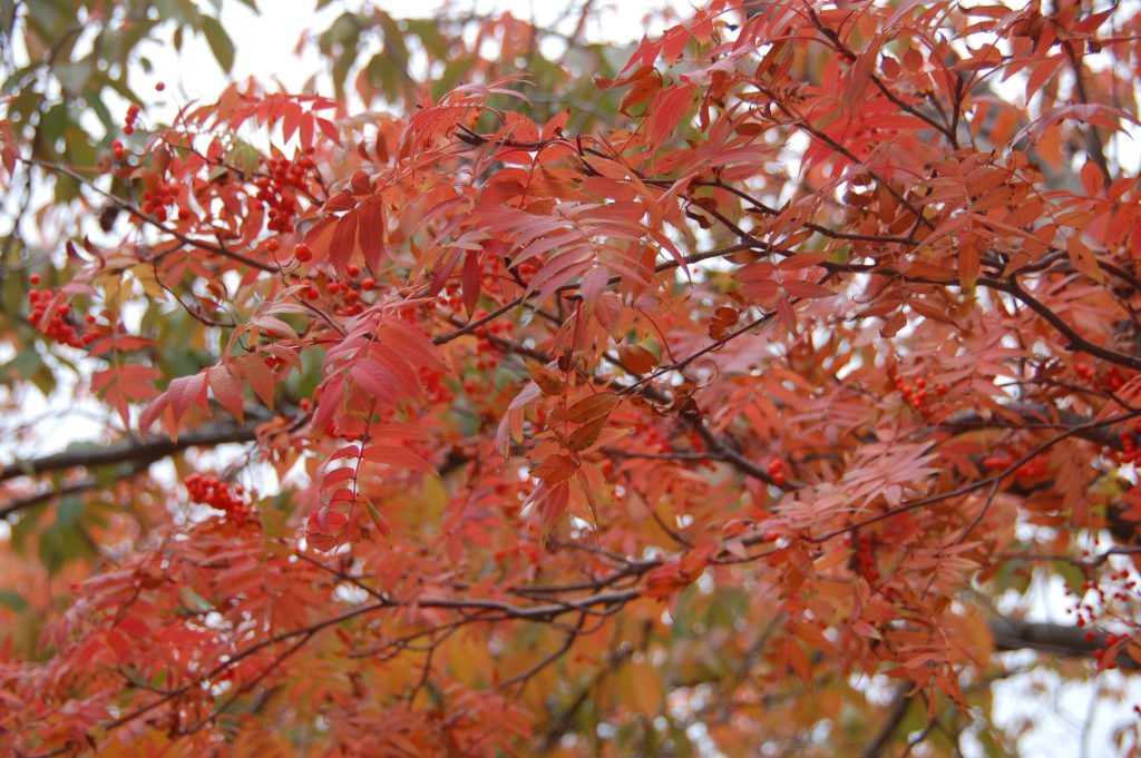札幌市西区八軒日曜つちだ内科